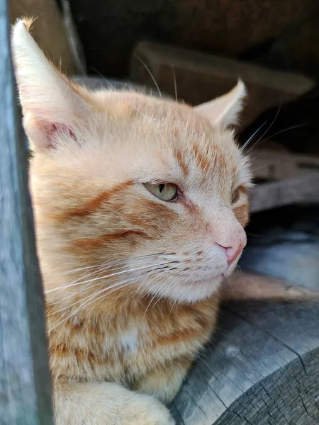 Rustykalny Imbir Kot Leży Drewnianych Szarych Kłodach Odwraca Wzrok — Zdjęcie stockowe