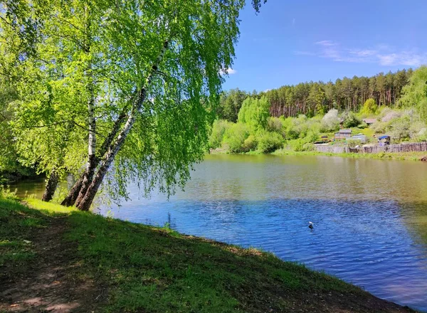 Träd Stranden Dammen Lutade Mot Vattnet Solig Dag Mot Blå — Stockfoto