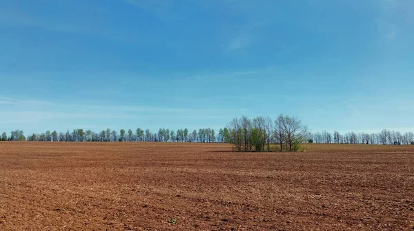 Mehrere Bäume Inmitten Eines Gepflügten Feldes Gegen Den Blauen Himmel — Stockfoto