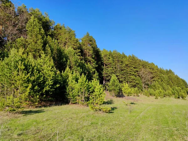 Gran Prado Verde Cerca Del Bosque Día Soleado Contra Cielo —  Fotos de Stock