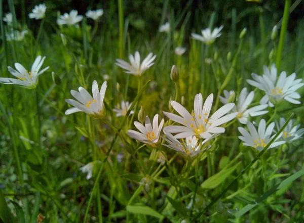 Piękne Białe Kwiaty Zielonej Trawie Pobliżu Lasu Słoneczny Dzień — Zdjęcie stockowe