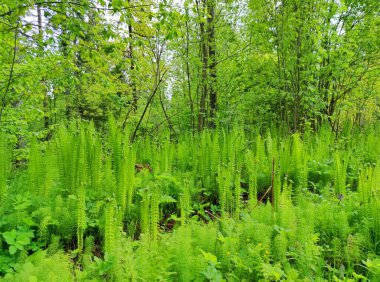 Parlak yeşil eğreltiotları ormandaki bir açıklıkta ağaçların arkasında