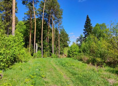Güneşli bir günde yeşil çimenlerin ve ağaçların arasında mavi gökyüzüne uzanan patika.