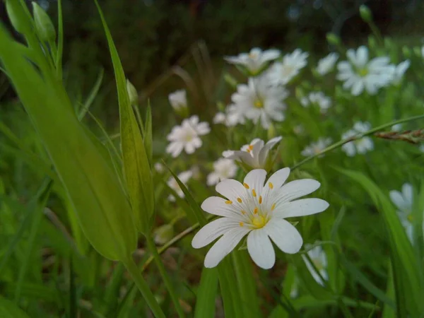 Delicate Small Flowers White Petals Green Grass Forest Macro Photography — Stock Photo, Image