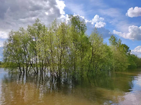 Δέντρα Νερό Πλημμυρισμένη Όχθη Ποταμού Ενάντια Γαλάζιο Ουρανό Σύννεφα Ηλιόλουστη — Φωτογραφία Αρχείου