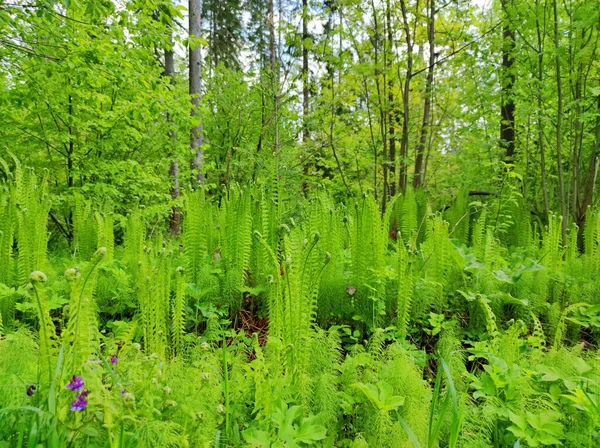 Piękna Zielona Trawa Lesie Wśród Drzew — Zdjęcie stockowe