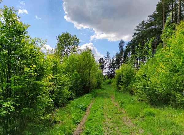 Route Rurale Près Forêt Parmi Herbe Verte Les Arbres Par — Photo