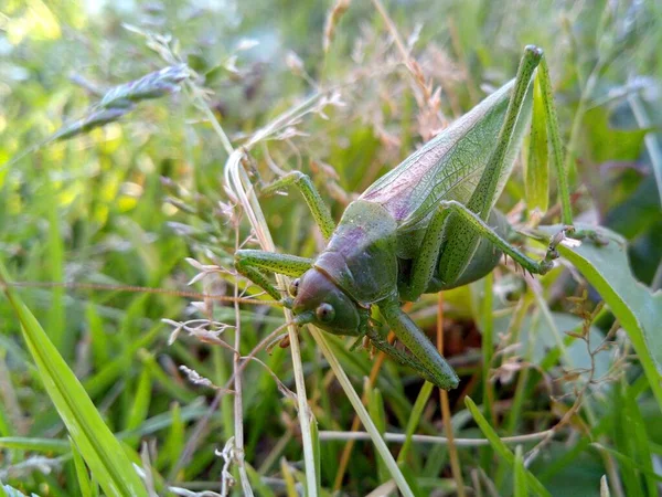 Gran Saltamontes Verde Camuflajes Hierba Verde Fotografía Macro — Foto de Stock