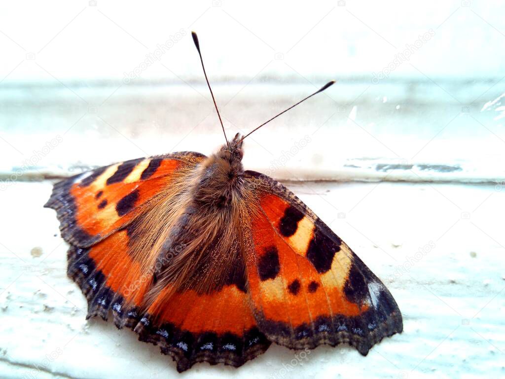 beautiful motley red butterfly with patterns on wings sits by the window in macro photography