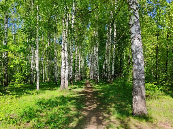 Pad Een Berkenbos Tussen Bomen Een Zonnige Dag — Stockfoto