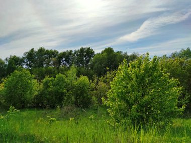 Yeşil yapraklı ağaçların yakınındaki yeşil bir çayırda güzel bulutlarla dolu mavi gökyüzü.