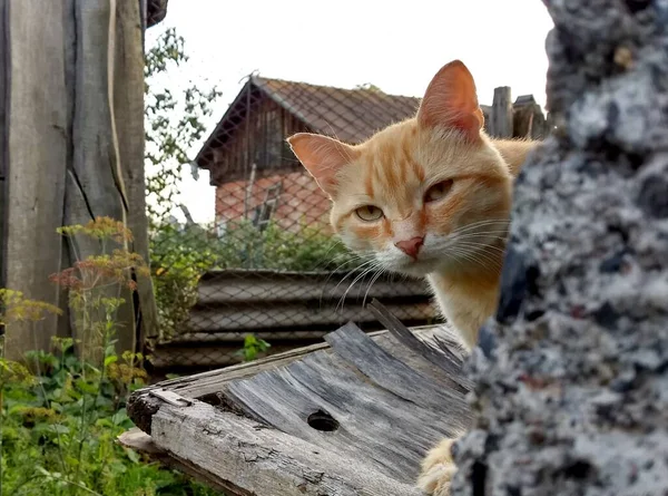 Gatto Zenzero Rurale Capolino Dietro Muro Cemento Grigio Guarda — Foto Stock