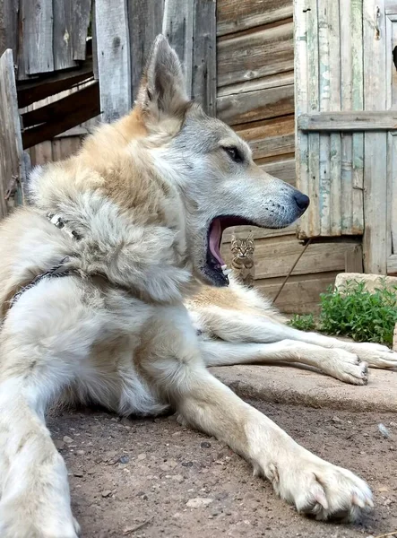 Furchtlose Katze Schaut Durch Das Maul Eines Gähnenden Hundes — Stockfoto