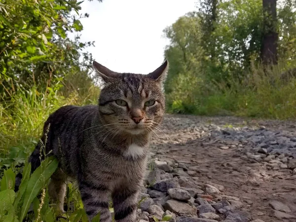 cat with the look of a hunter walks along a rural stone road near green grass in search of prey