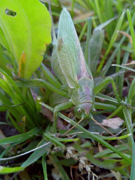 Large Green Grasshopper Camouflages Green Grass Macro Photography — Stock Photo, Image