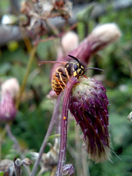 Wasp Drinks Juice Stem Broken Purple Flower Green Grass Macro — Stock Photo, Image
