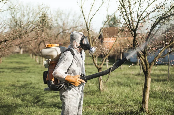 Молодой фермер опрыскивает абрикосовые деревья химикатами в орчаре — стоковое фото