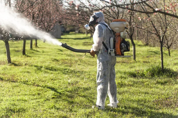 Young farmer spraying apricot trees with chemicals in the orchar Royalty Free Stock Images
