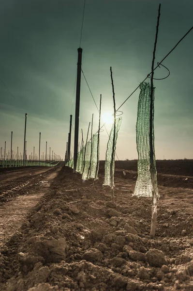 Pomar de maçã na primavera — Fotografia de Stock