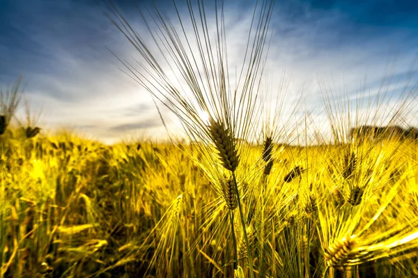 Field of barley in summer time Royalty Free Stock Images