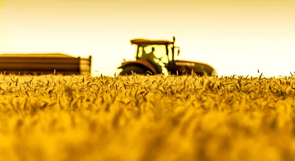 Пшеничное поле во время сбора урожая Стоковое Фото