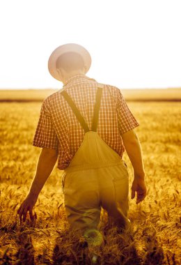 Zaman hasat buğday alanında