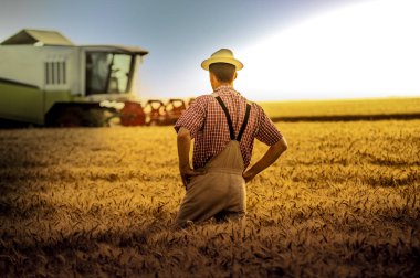Zaman hasat buğday alanında