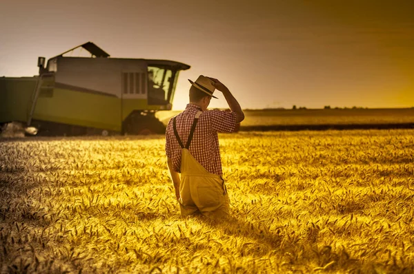 Wheat field at harvesting time — Stock Photo, Image