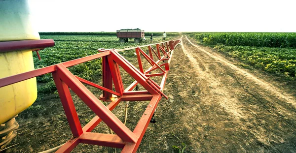 Pepinos no campo na época da colheita (campo de pulverização dois dias — Fotografia de Stock