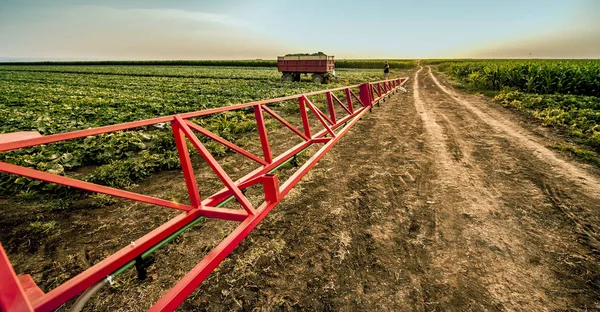 Agurker på åkeren ved innhøstingstidspunktet (sprøytefelt to dager – stockfoto