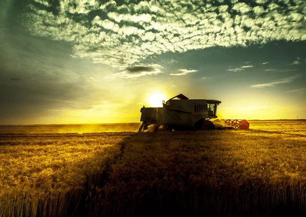 Пшеничное поле во время сбора урожая Лицензионные Стоковые Фото