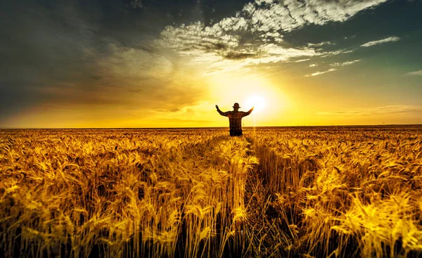 Wheat field at harvesting time Stock Image