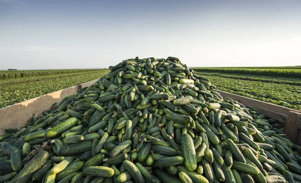 Cucumbers in the field at harvest time Stock Picture