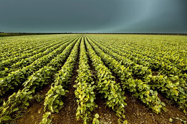 Soybean field at early summer Stock Photo