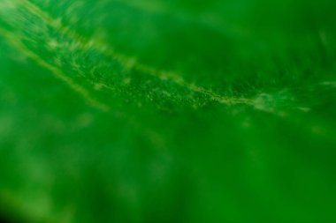 Yeşil yaprak, odak noktasındaki bulanık çizgileri kapatır.