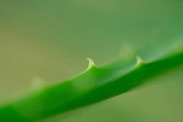 药用植物芦荟薇叶柄的特写 日光是美丽的绿色植物的天然绿色背景 — 图库照片