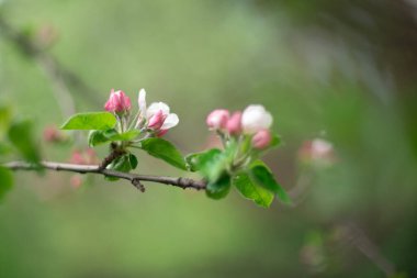 Bahar tomurcuklarında pembe elma çiçeğinin başlangıcı. Yapraklar, arka planı bulanıklaştırır.