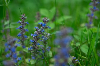 Açıklıktaki mavi kır çiçekleri bulanık arka planda yakın plan çekimleri