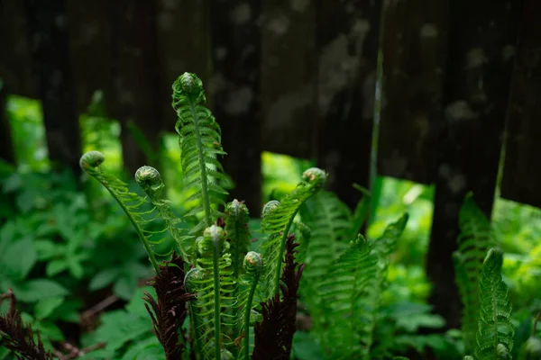 Helechos Verdes Fase Crecimiento Despliegan Florecen Naturaleza — Foto de Stock