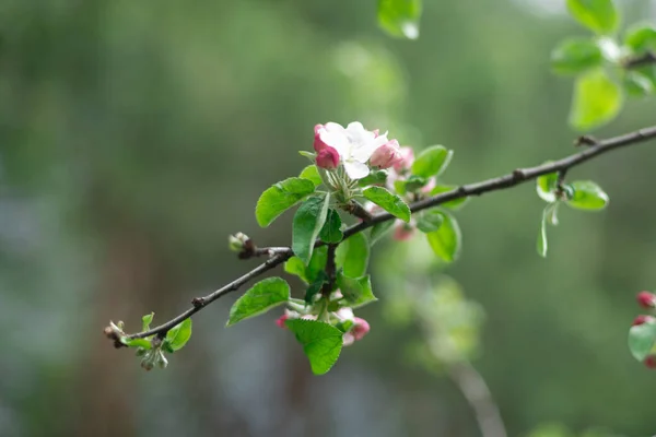 春の蕾にピンクアップルの花が咲き始め花弁がぼやけて — ストック写真