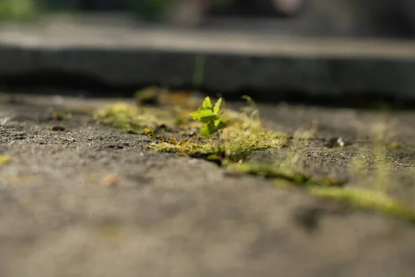 Green Young Plant Sprout Flower Leaf Breaks Asphalt Moss Sunset — Stock Photo, Image