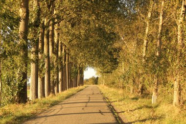 Sonbaharda güneşli bir günde Hollanda kırsalında büyük ağaçlarla dolu güzel bir yol.