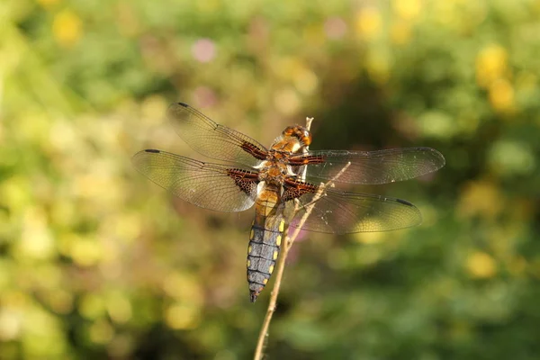 Beautiful Blue Broad Bodied Chaser Closeup Branch Pond Green Background — стоковое фото