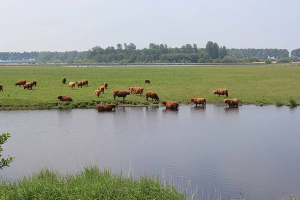 Een Grote Kudde Prachtige Bruine Schotse Hooglanders Grazen Waden Een — Stockfoto