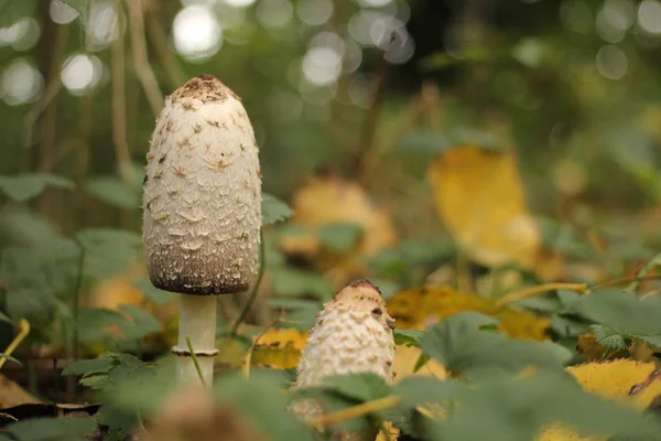 Mooie Witte Inkt Cap Champignons Het Bos Met Een Groene — Stockfoto