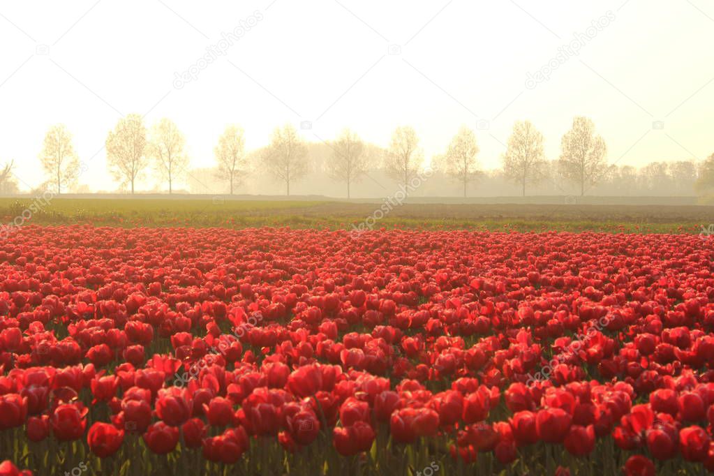 a field with beautiful red tulips in the dutch countryside at a misty eveing in springtime and a row of trees in the background