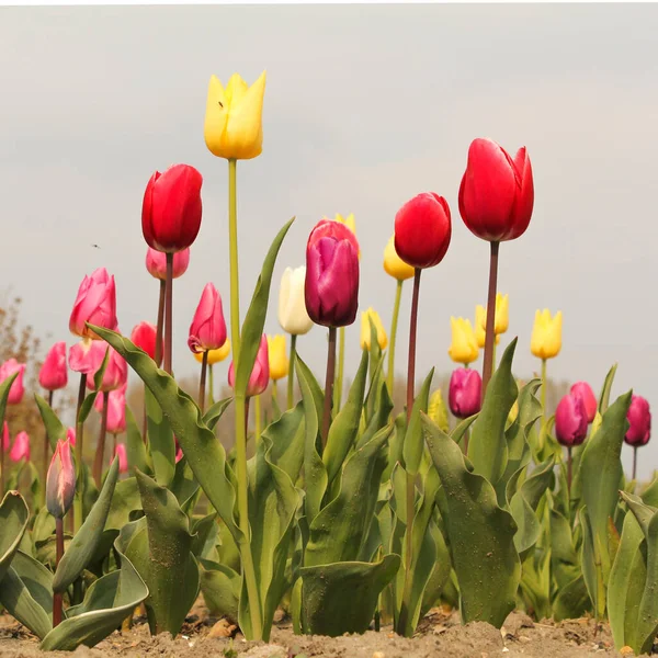 Eine Schöne Variation Roter Rosa Und Gelber Tulpen Einem Blumengarten — Stockfoto