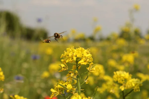 Las Abejas Están Volando Hacia Una Flor Colza Amarilla Margen — Foto de Stock