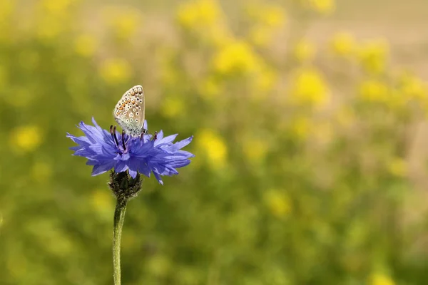 Brown Argus Butterfly Cornflower Yellow Colza Flowers Backgroundin Field Margin — Foto de Stock