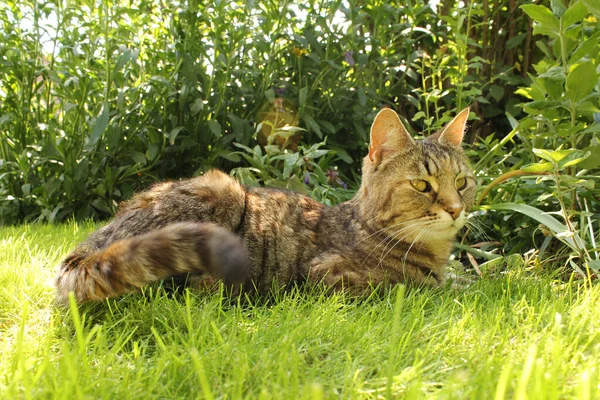 Brown Cat Lying Green Lawn Springtime Sunny Day — Stock Photo, Image